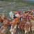 1½ year old chickens for sale 4 thumbnail