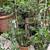 ***** Beautiful Jasmine (White flower and Fragrance) Plant ***** 7 thumbnail