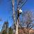 Tree removal service  and landscaping 4 thumbnail