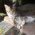 Cute Autumn Kitties 1 thumbnail