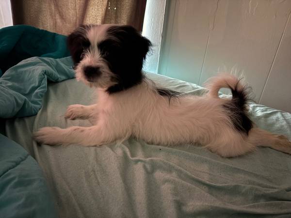 Rehoming puppy63840149772163122