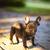 Blue French Bulldog Puppy 19 thumbnail
