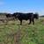 Black Angus Bulls 2 thumbnail