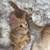 Kittens looking for a loving home 14 thumbnail