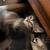 Kittens needing homes 6 thumbnail