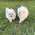 Pomeranian puppies 1 thumbnail