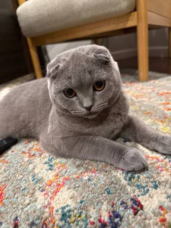 Scottish fold male cat (Antelope)63881395272579120