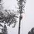 Land Management & Custom Tree Removal/Pruning 2 thumbnail