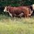 Hereford bulls 11 thumbnail