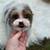 Blue eyed Yorkie puppy 4 thumbnail