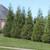 Green Giant Arborvitae 3 thumbnail