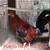 Gamefowl 3 thumbnail