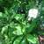Yellow Oleander, Mango Trees, Cranberry Hibiscus, Papaya Trees 13 thumbnail