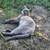 Lost cat 1000.00 reward 1 thumbnail