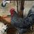 Chickens 1 thumbnail