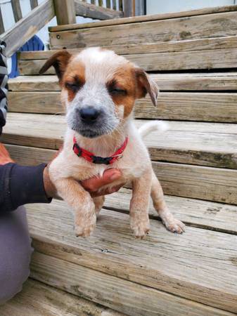 para adopción (West Lafayette)63680163276929123