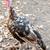 Heritage Turkey Poults 17 thumbnail