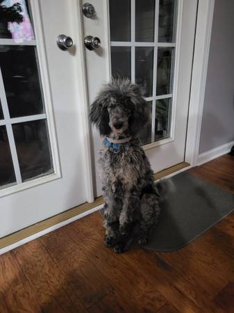 Poodle estándar (Dothan)63773789503873121