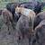 11 Black Beef Feeder Calves 6 thumbnail
