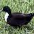 Call Ducks 6 thumbnail
