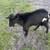 Intact Male Goat 1 thumbnail