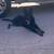 Rehoming German shepherd 4 thumbnail