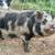 Kune kune pigs 4 thumbnail