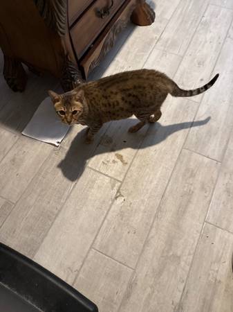 Savannah cat F3 1