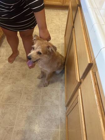 Free dog (Hanford)63695922098051122
