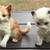 Cat Statues and more - $5 and up 16 thumbnail