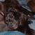 Puppy 3 thumbnail