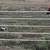 Herd dog 2 thumbnail