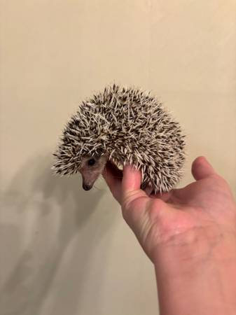 Hedgehog (Watertown)63975782689795120