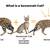 Exotic Savannah Kittens 1k 8 thumbnail