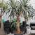 Dracos Tree Aloe Tree Dragon Tree Dracaena Dracos 2 thumbnail