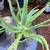 Succulents: Jade, Bulbine Frutescens & Aloe Vera terra cotta pots 7 thumbnail