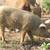 Herd of Mangalitsa Pigs 5 thumbnail