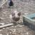 Blue Laced Wyandotte Chicks 6 thumbnail