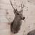 Taxidermy mounts 18 thumbnail