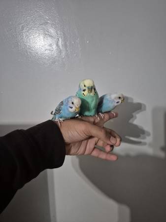 Parakeet/budgies 1