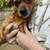 Free dog 2 thumbnail