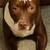 Red nosed Pit bull mix 2 thumbnail