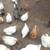 Goats and chickens 3 thumbnail