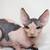 Sphynx kittens 2 thumbnail