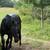 Percheron mare 1 thumbnail