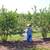 Backyard Berry Bundle! 15 Berry Plants with Free Delivery & 1hr Consultation 4 thumbnail