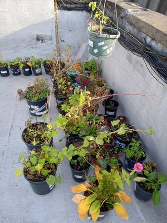 Home depot Flower for sale 1