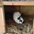 Rabbit Hutches 7 thumbnail