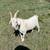 Goat 2 thumbnail