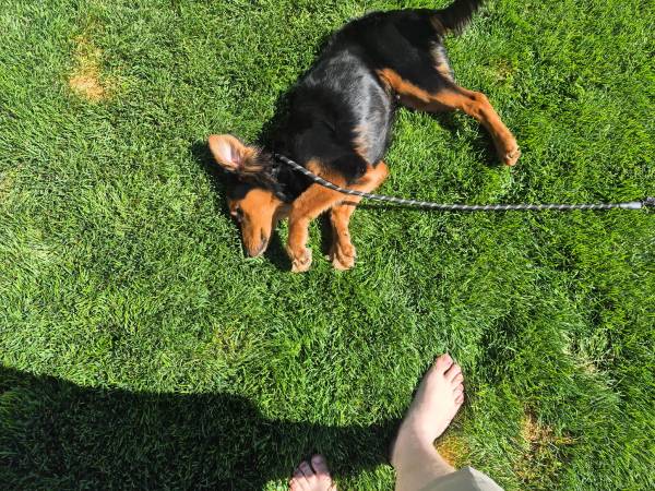 Duke 7 month old Aussie/ German Shepherd (Payson)64037454713347121
